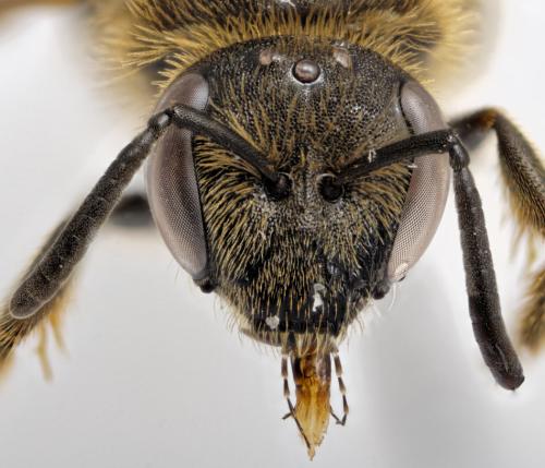 Lasioglossum calceatum
